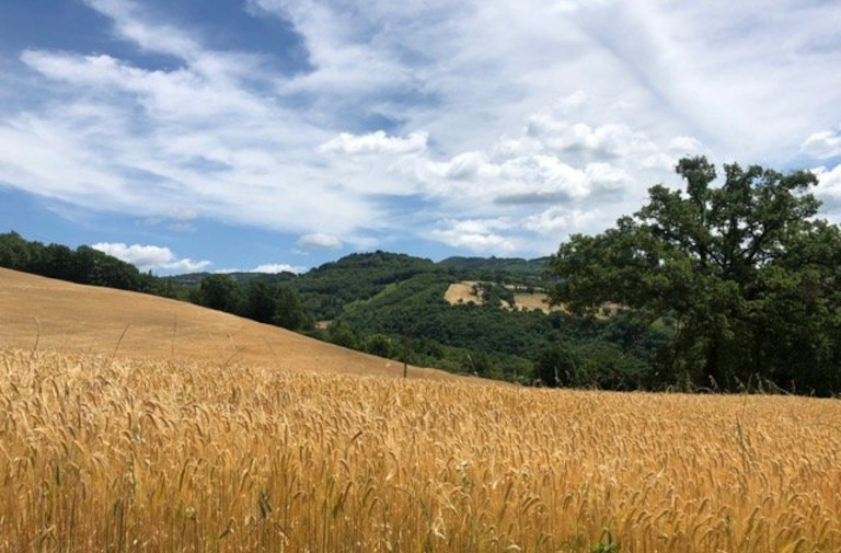 Umbrian field