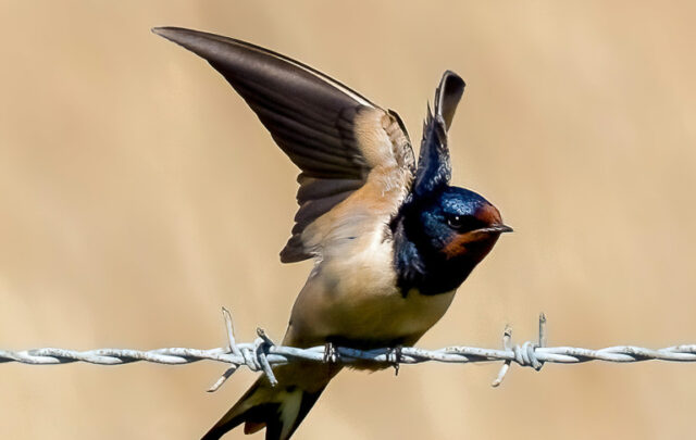 Swallow