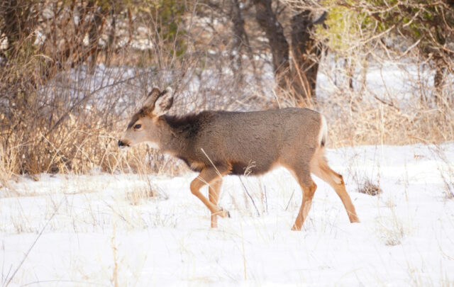 Deer in snow