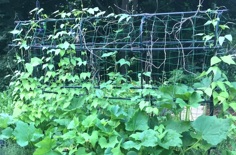 squash and beans