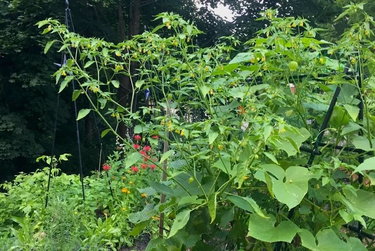 Tomatillos