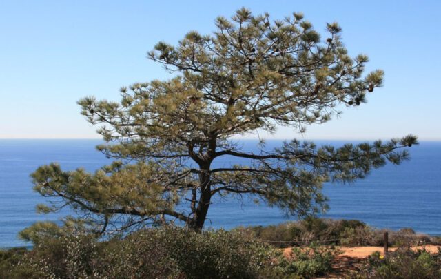 Torrey pine