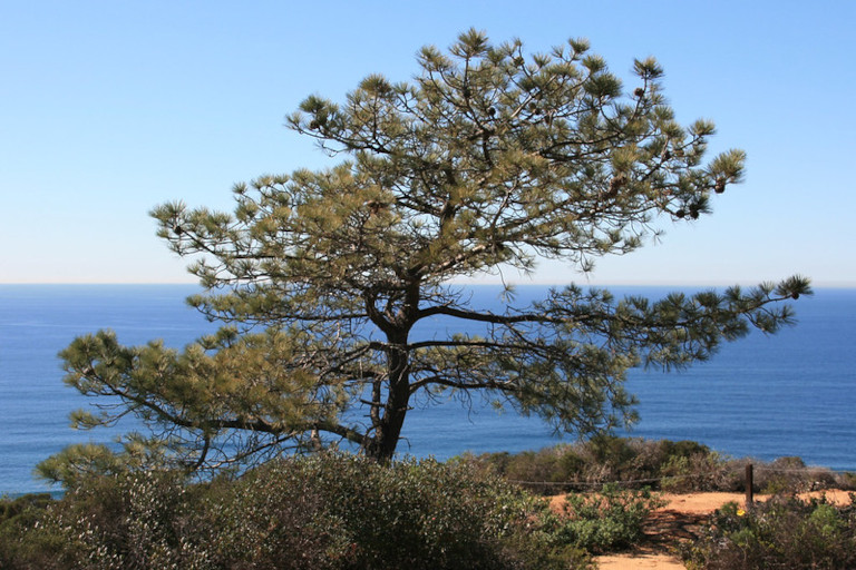 Torrey pine