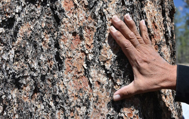 Feeling the bark of a tree