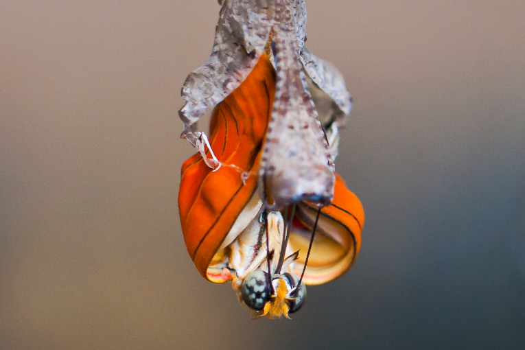 birth of a butterfly