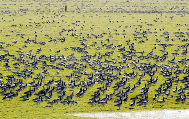 barnacle geese