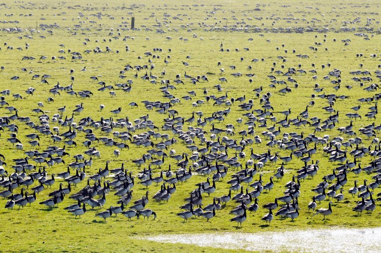 barnacle geese