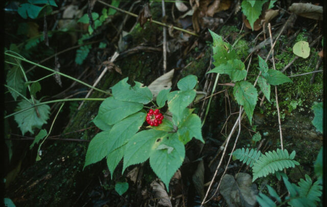 wild ginseng plant