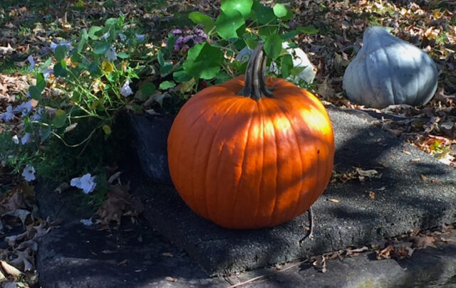 pumpkins