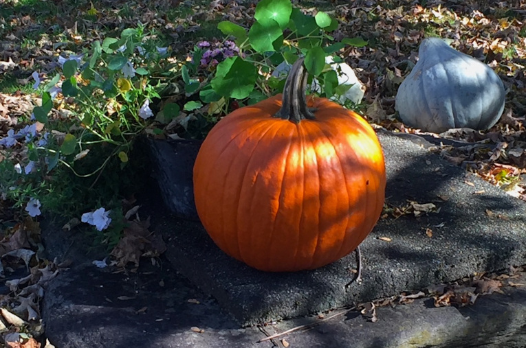 pumpkins