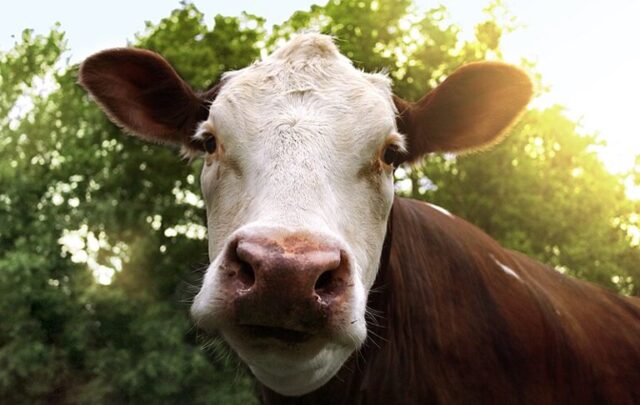 Face of a cow