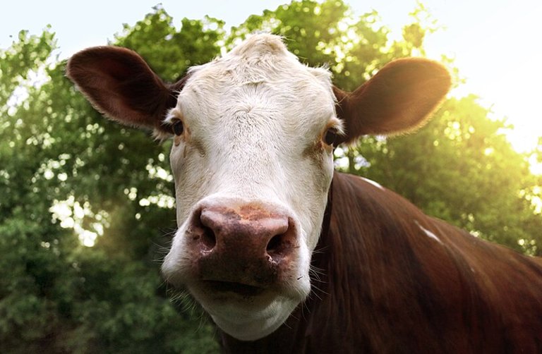 Face of a cow