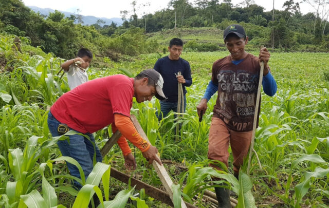 Contour line agroforestry