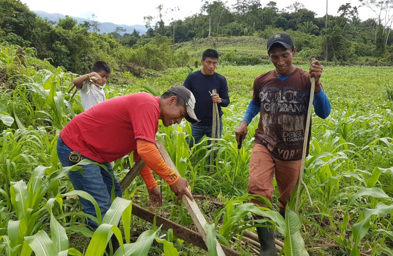 Contour line agroforestry