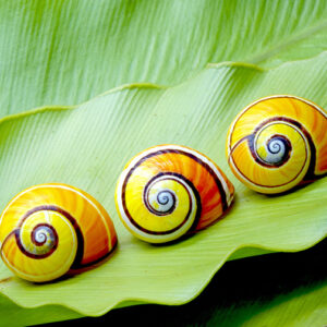 Colorful snails