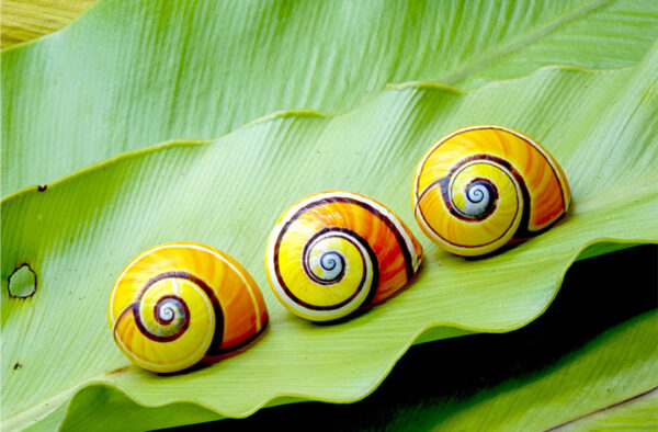 Colorful snails