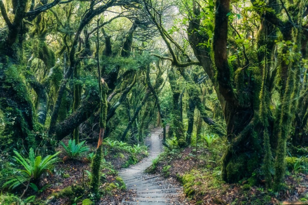 Mysterious woodland with path