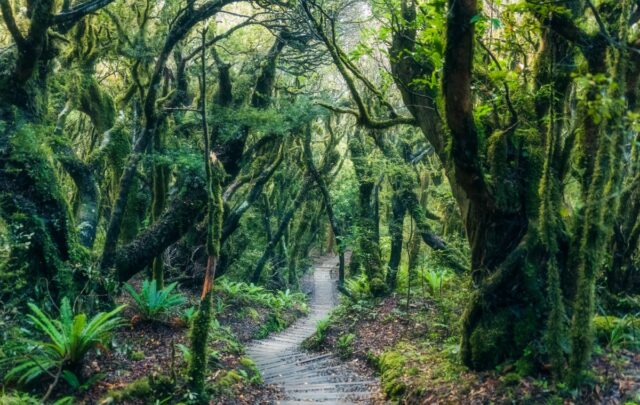 Mysterious woodland with path