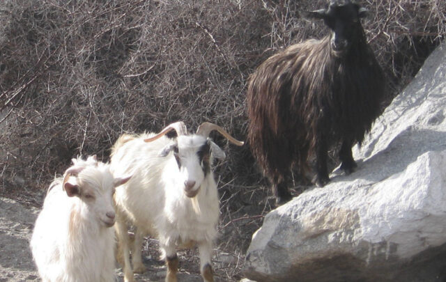 Pashmina goats