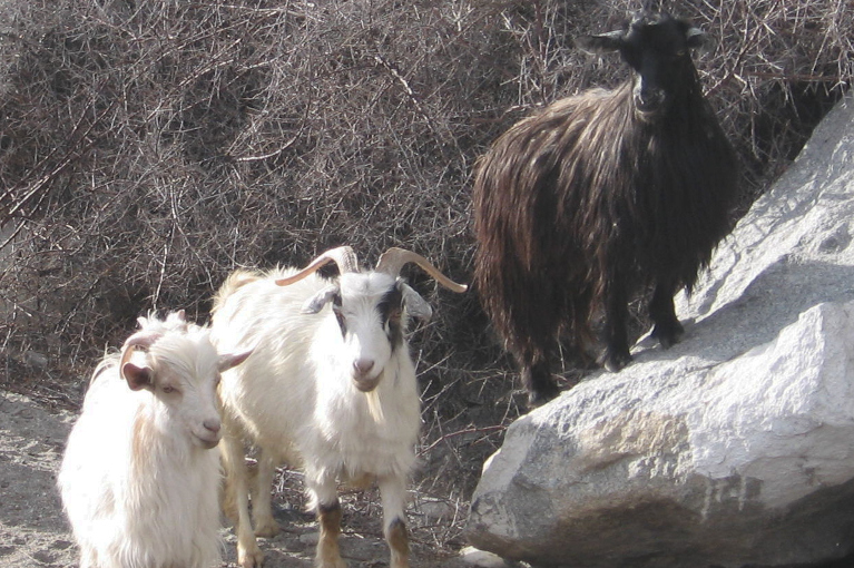 Pashmina goats