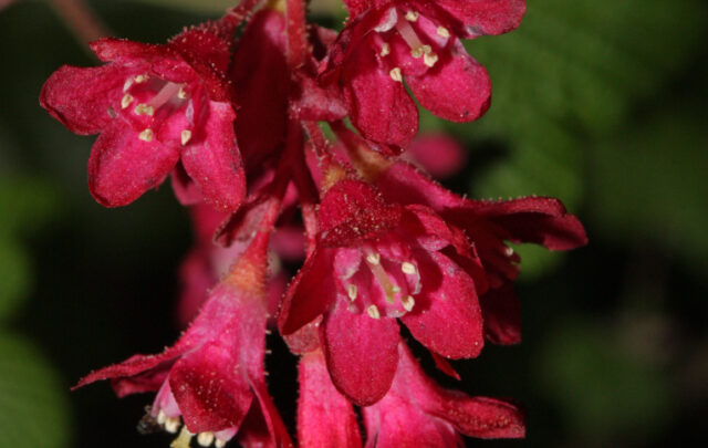 Red-flowering currant