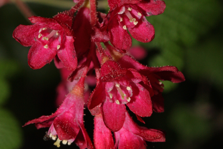 Red-flowering currant