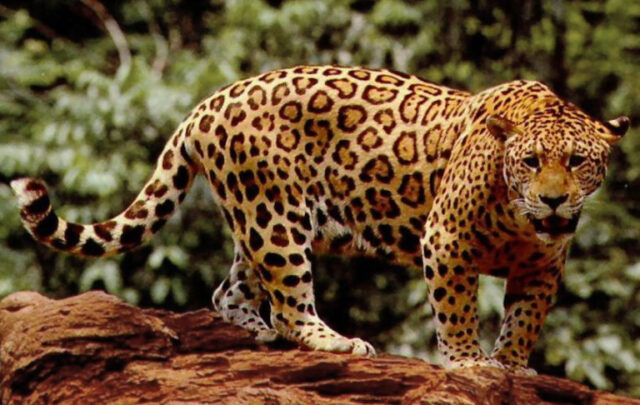 Jaguar