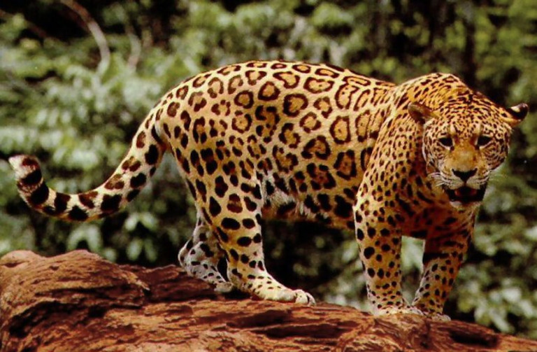 Jaguar