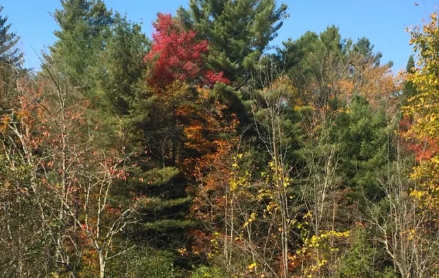 Autumn color in Vermont