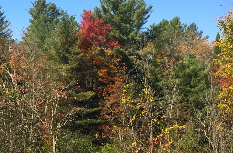 Autumn color in Vermont