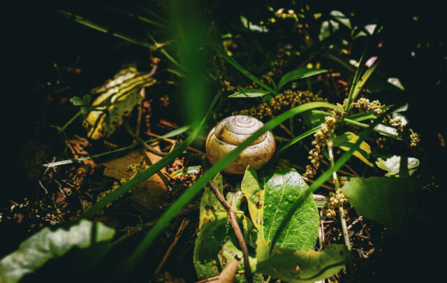 snail