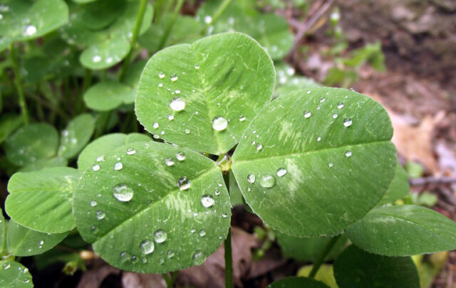 three leaf clover