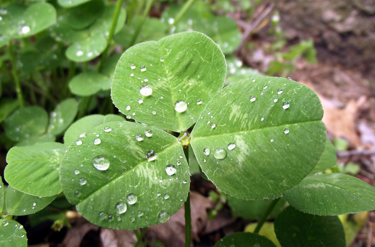 three leaf clover