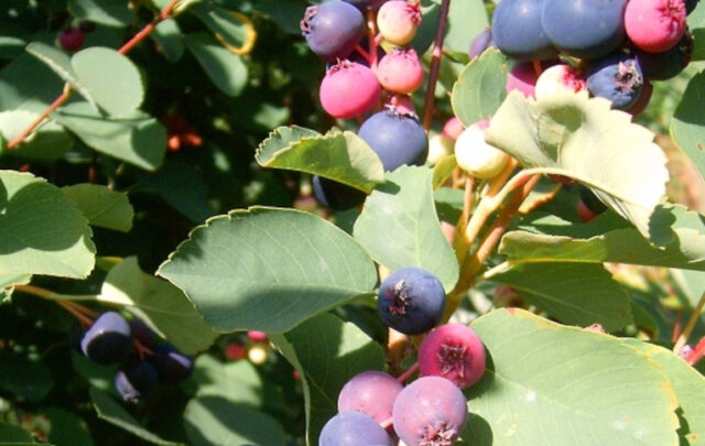 Serviceberry