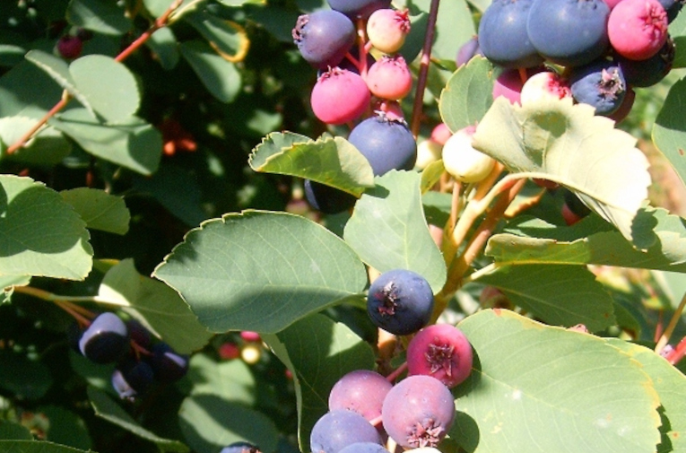 Serviceberry