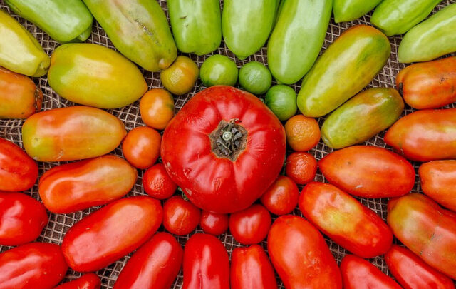 Organic home-grown tomatoes arranged in a circle