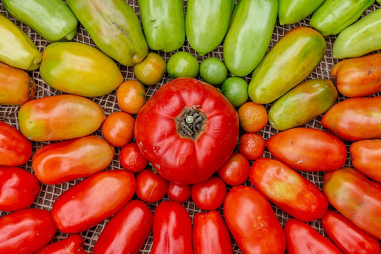 Organic home-grown tomatoes arranged in a circle