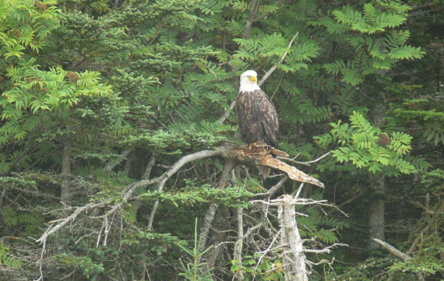 bald eagle