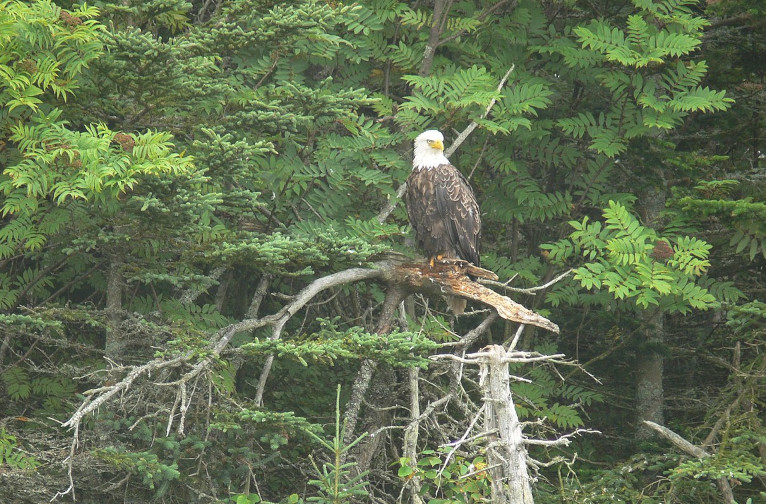 bald eagle