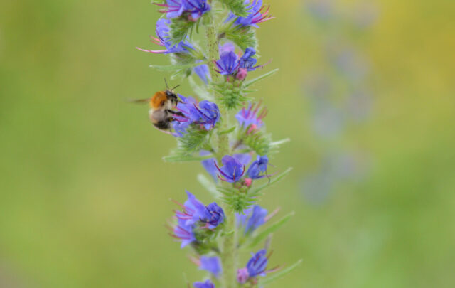 pollinators