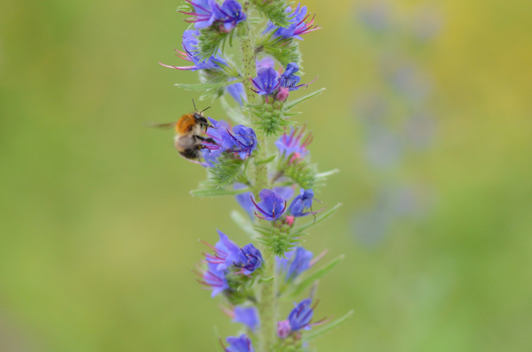 pollinators