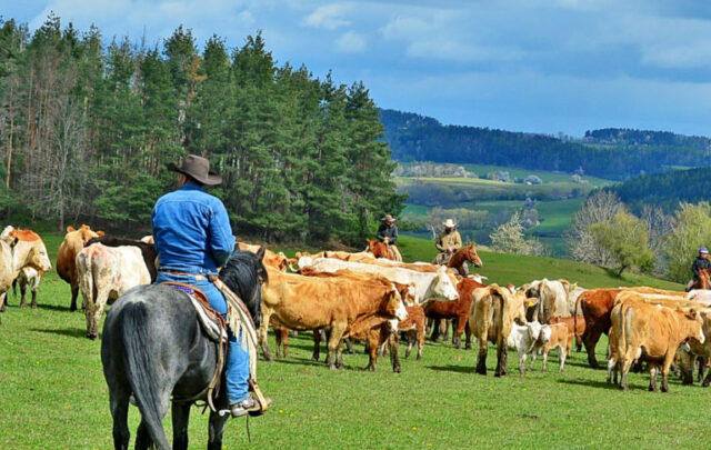 Terezie Daňková on her farm.