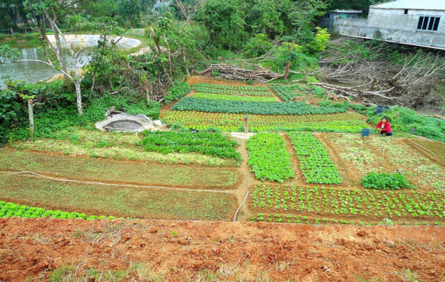 Small farm in China