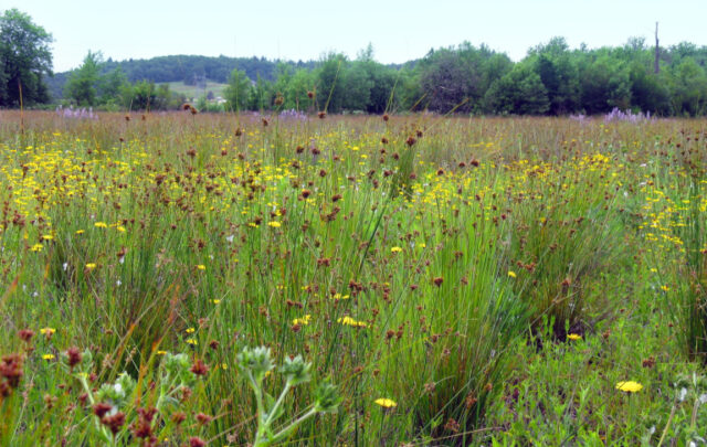 Restored prairie