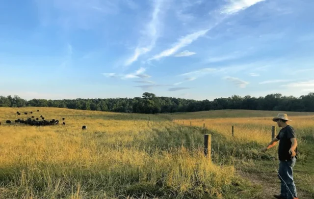 Dustin Watson calling cattle