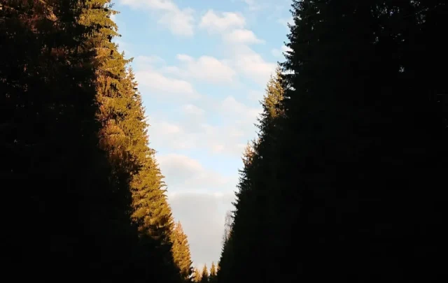 spruce plantation