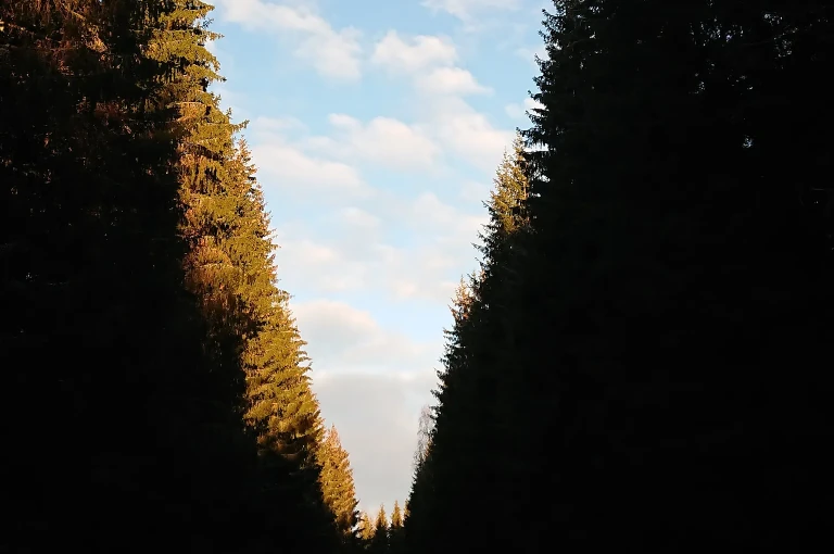 spruce plantation