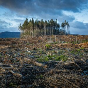 Clearcut of a forest