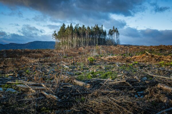 Clearcut of a forest