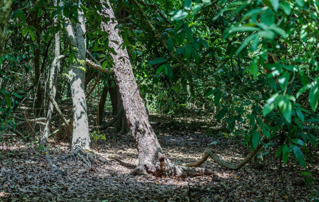 Kaya Kinondo Sacred Forest in Kenya